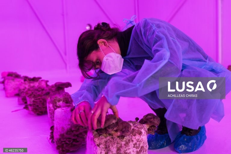 Apanha de cogumelos selvagens em Holomontas, Grécia