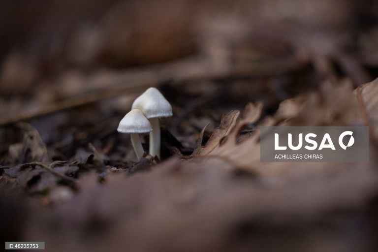 Apanha de cogumelos selvagens em Holomontas, Grécia