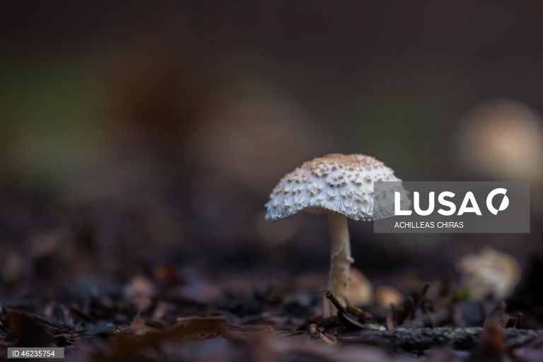 Apanha de cogumelos selvagens em Holomontas, Grécia