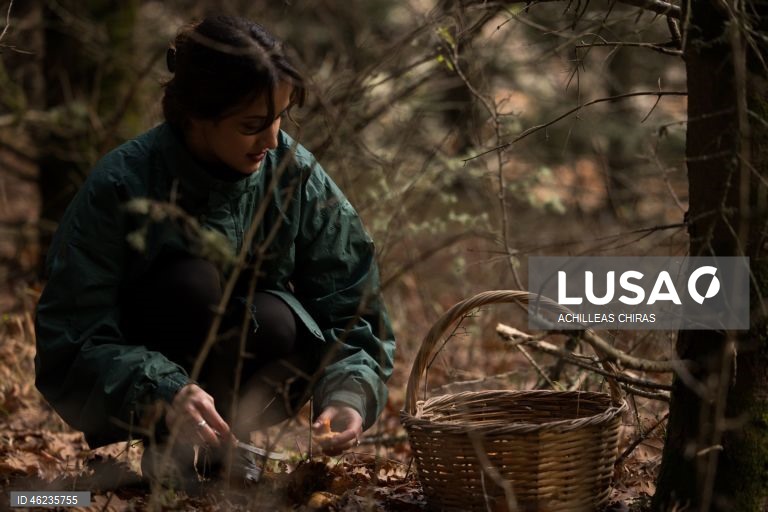 Apanha de cogumelos selvagens em Holomontas, Grécia