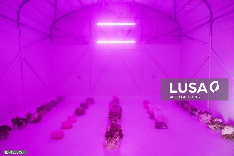 Apanha de cogumelos selvagens em Holomontas, Grécia