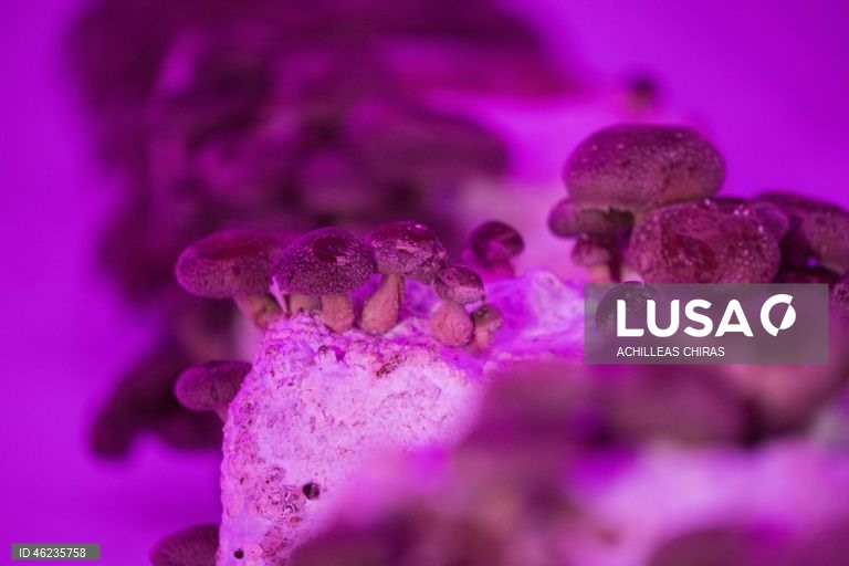 Apanha de cogumelos selvagens em Holomontas, Grécia