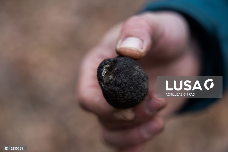 Apanha de cogumelos selvagens em Holomontas, Grécia