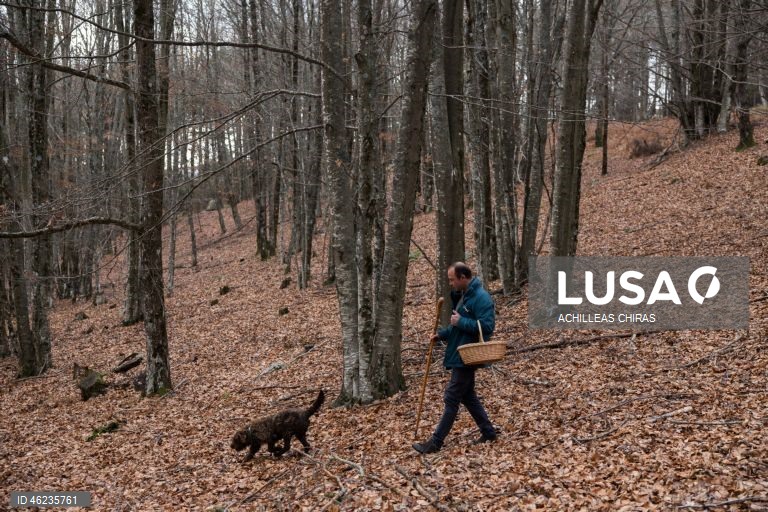 Apanha de cogumelos selvagens em Holomontas, Grécia