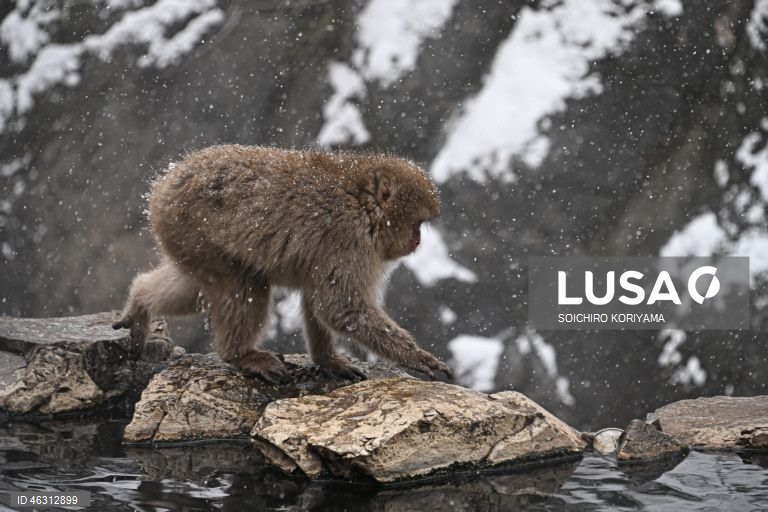 Japão: Macacos-da-neve aquecem em fontes termais no Parque Jigokudani