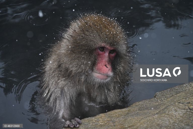 Japão: Macacos-da-neve aquecem em fontes termais no Parque Jigokudani