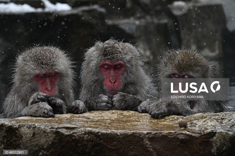 Japão: Macacos-da-neve aquecem em fontes termais no Parque Jigokudani