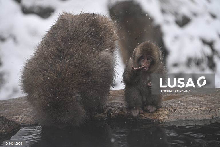 Japão: Macacos-da-neve aquecem em fontes termais no Parque Jigokudani