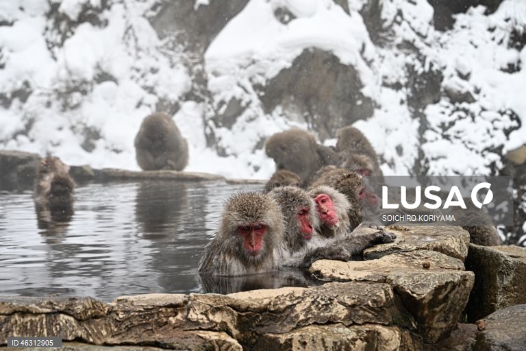 Japão: Macacos-da-neve aquecem em fontes termais no Parque Jigokudani
