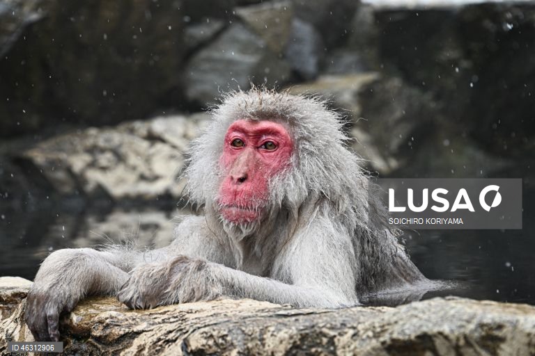 Japão: Macacos-da-neve aquecem em fontes termais no Parque Jigokudani