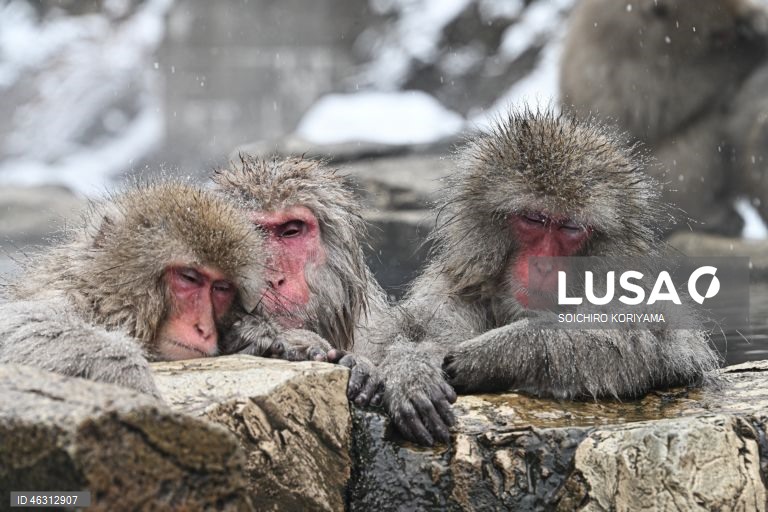 Japão: Macacos-da-neve aquecem em fontes termais no Parque Jigokudani