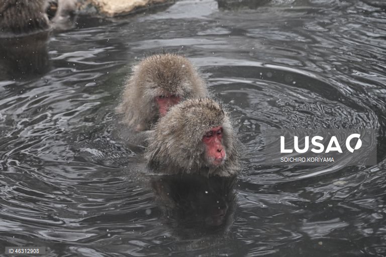 Japão: Macacos-da-neve aquecem em fontes termais no Parque Jigokudani