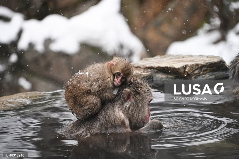 Japão: Macacos-da-neve aquecem em fontes termais no Parque Jigokudani
