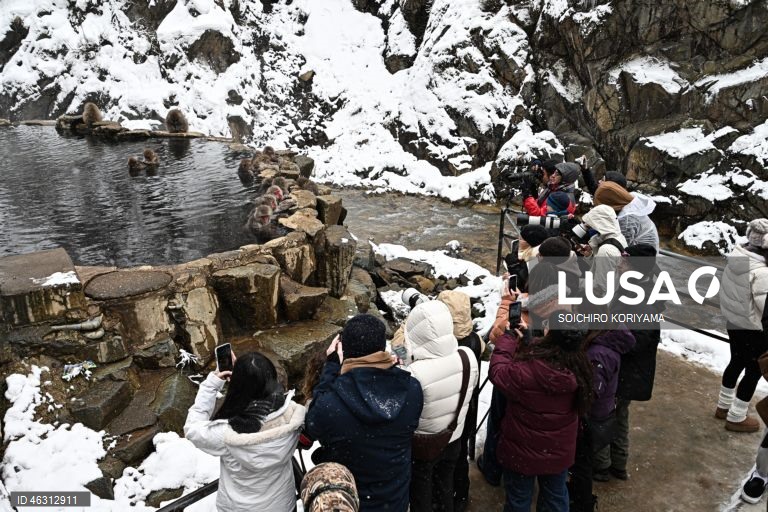 Japão: Macacos-da-neve aquecem em fontes termais no Parque Jigokudani