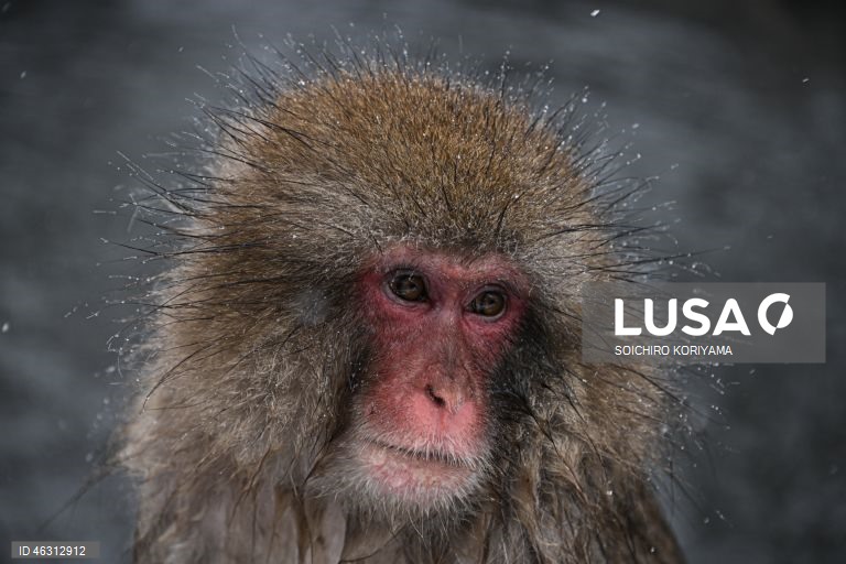 Japão: Macacos-da-neve aquecem em fontes termais no Parque Jigokudani