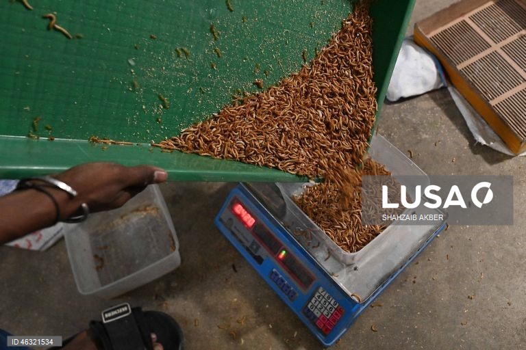Paquistão: Startup de Carachi transforma a criação de larvas de farinha em solução sustentável de proteína