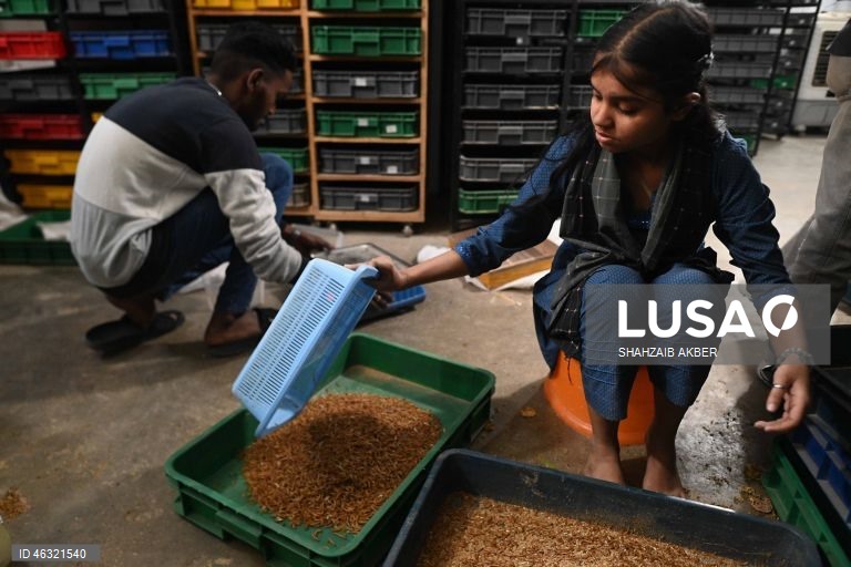 Paquistão: Startup de Carachi transforma a criação de larvas de farinha em solução sustentável de proteína