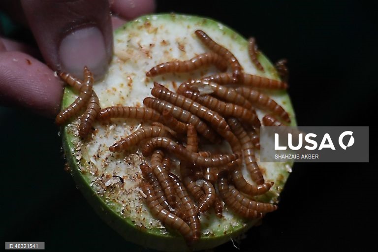 Paquistão: Startup de Carachi transforma a criação de larvas de farinha em solução sustentável de proteína