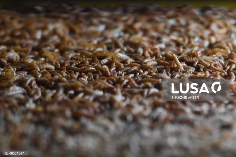 Paquistão: Startup de Carachi transforma a criação de larvas de farinha em solução sustentável de proteína