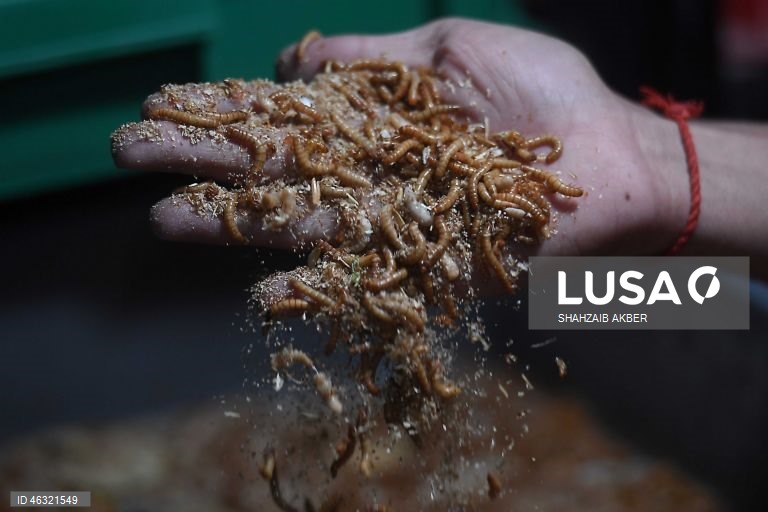 Paquistão: Startup de Carachi transforma a criação de larvas de farinha em solução sustentável de proteína