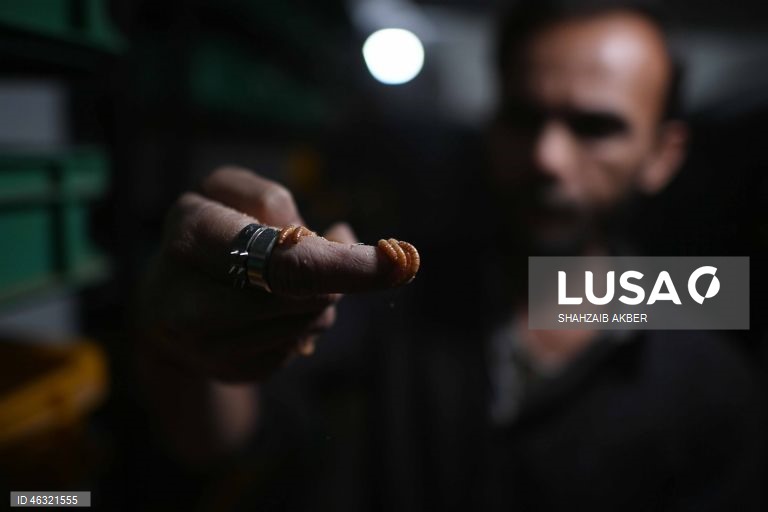 Paquistão: Startup de Carachi transforma a criação de larvas de farinha em solução sustentável de proteína