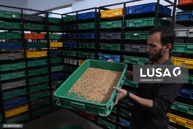 Paquistão: Startup de Carachi transforma a criação de larvas de farinha em solução sustentável de proteína