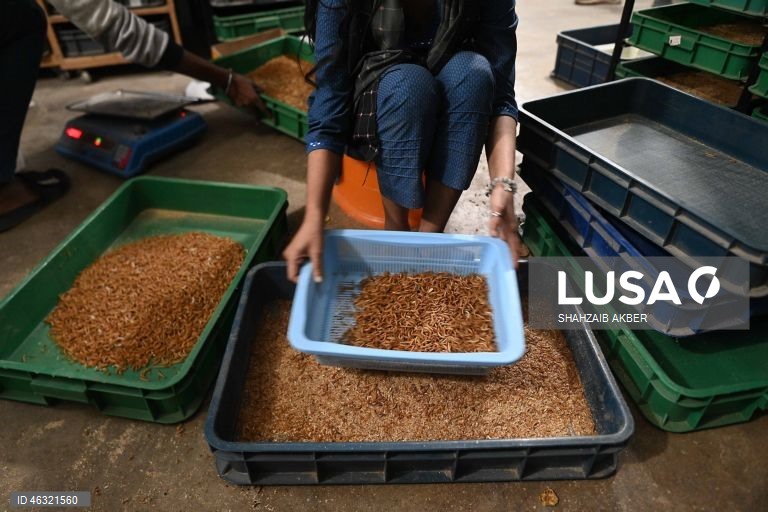 Paquistão: Startup de Carachi transforma a criação de larvas de farinha em solução sustentável de proteína