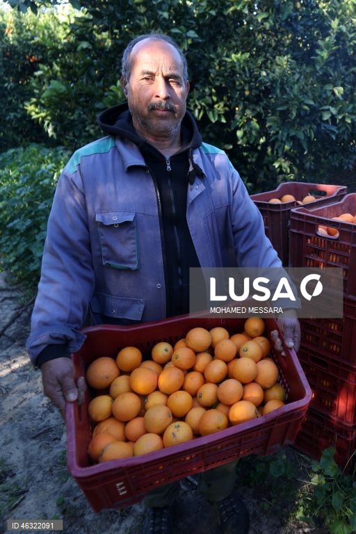 Tunísia: Colheita de citrinos