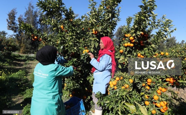 Tunísia: Colheita de citrinos