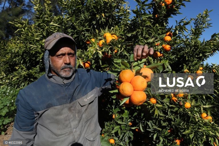 Tunísia: Colheita de citrinos