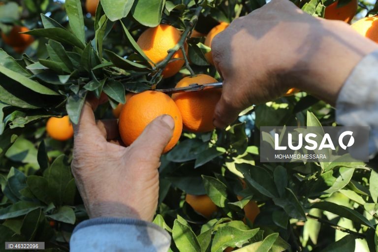Tunísia: Colheita de citrinos