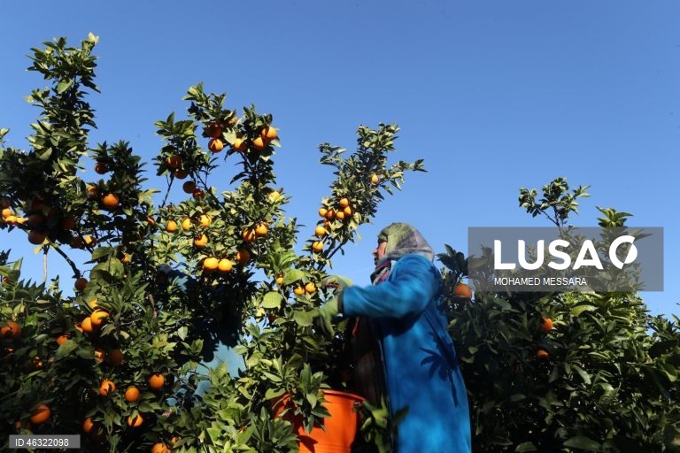Tunísia: Colheita de citrinos