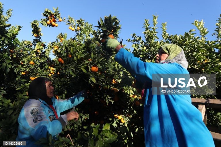 Tunísia: Colheita de citrinos