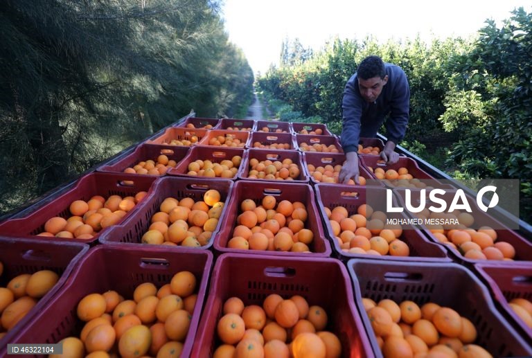 Tunísia: Colheita de citrinos