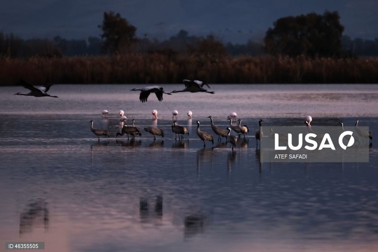 Israel: Grous em migração descansam no Lago Agamon Hula