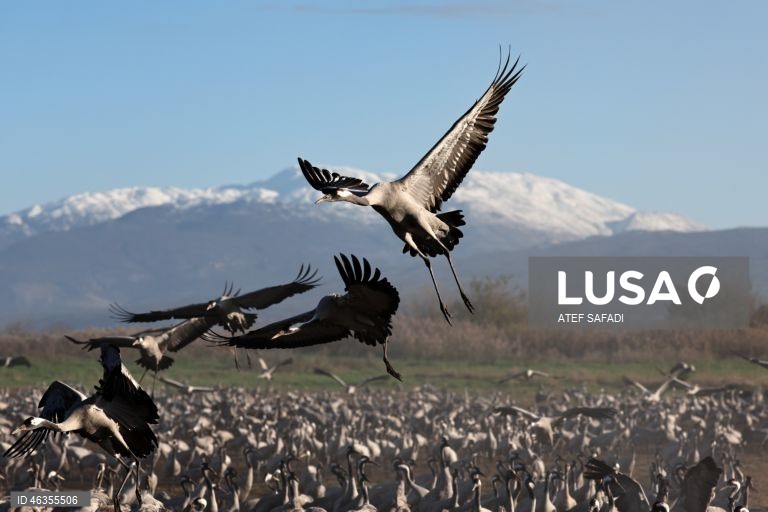 Israel: Grous em migração descansam no Lago Agamon Hula