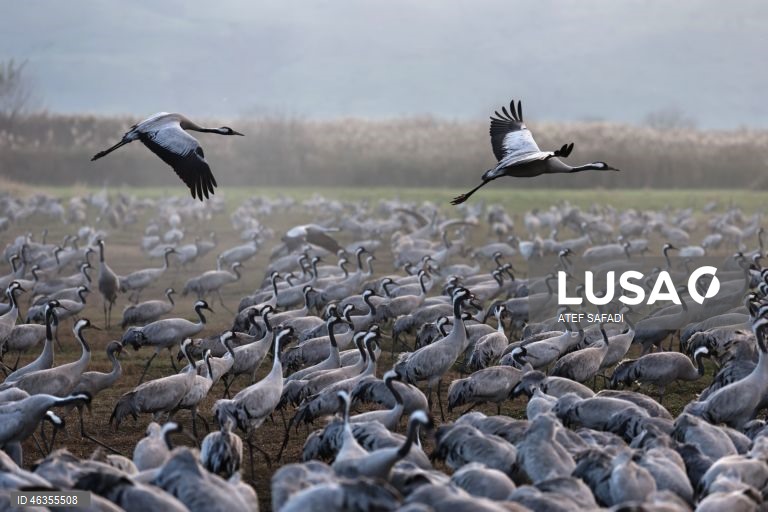 Israel: Grous em migração descansam no Lago Agamon Hula