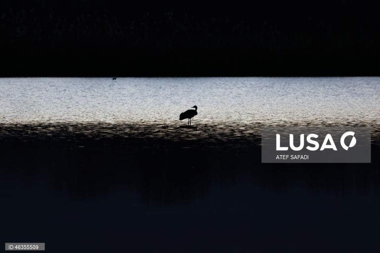 Israel: Grous em migração descansam no Lago Agamon Hula