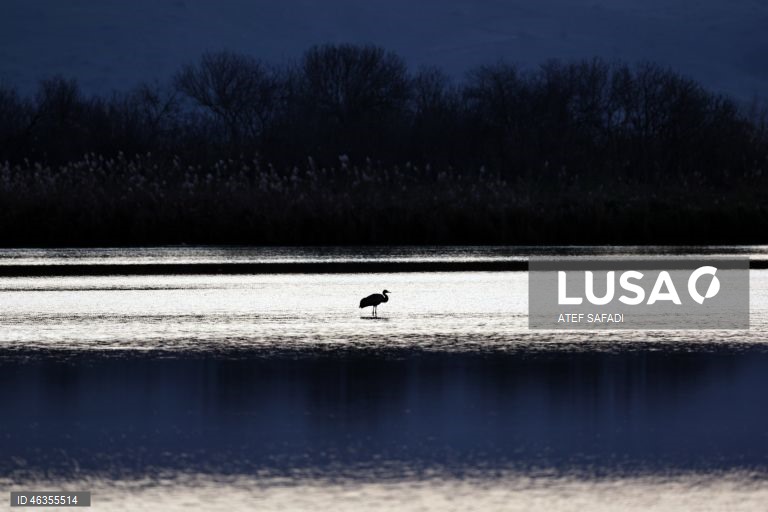 Israel: Grous em migração descansam no Lago Agamon Hula