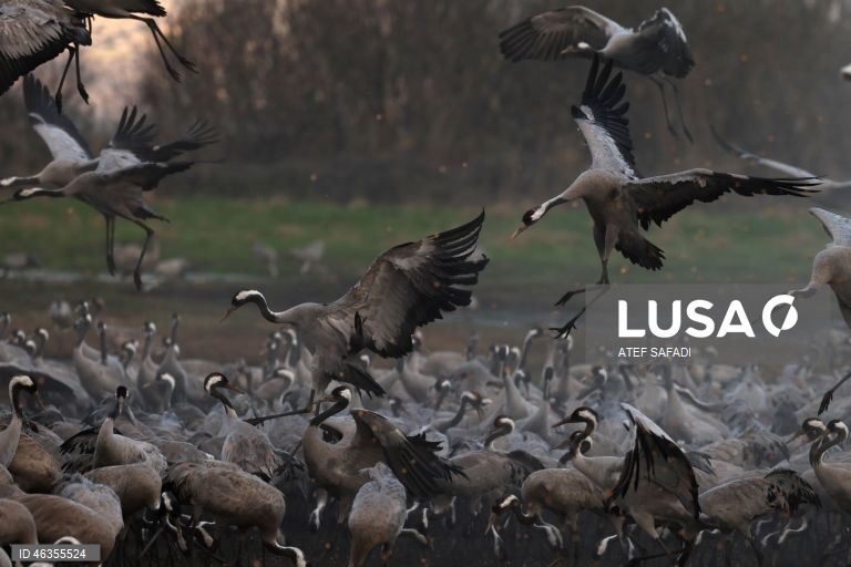 Israel: Grous em migração descansam no Lago Agamon Hula