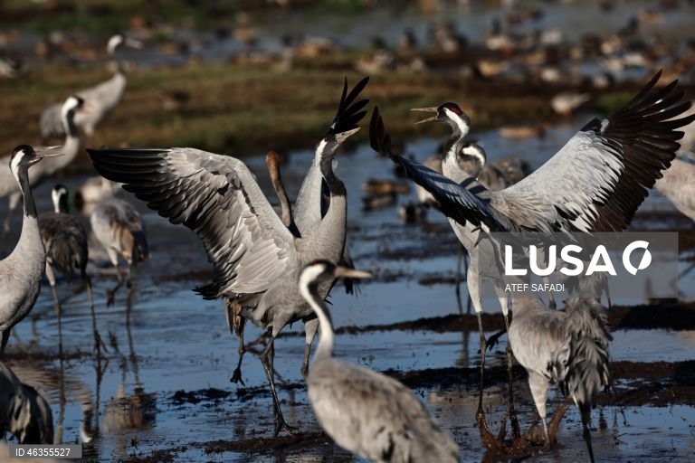 Israel: Grous em migração descansam no Lago Agamon Hula