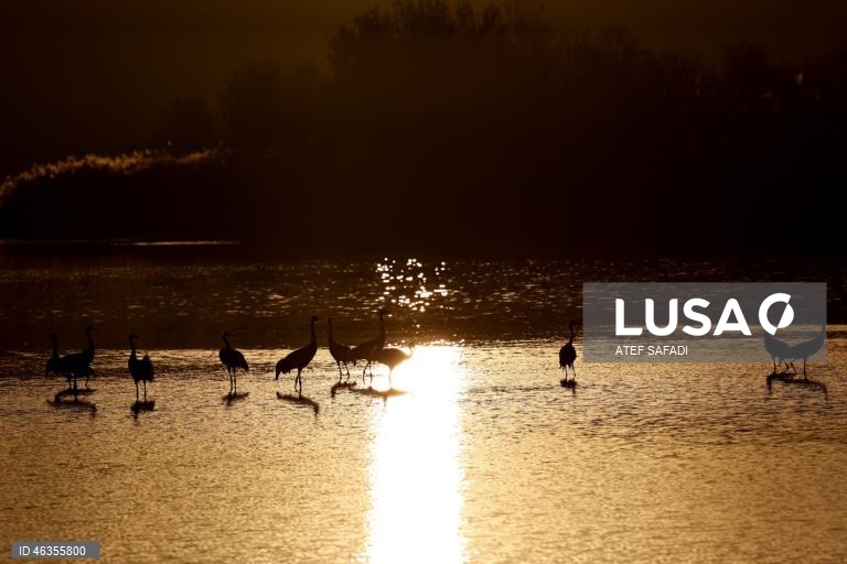 Israel: Grous em migração descansam no Lago Agamon Hula