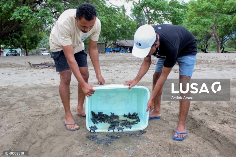 Membros da Associação Lenuk Tasi libertam tartarugas marinhas, depois de proteger ovos durante a incubação, em Díli, Timor-Leste. A associação tem um plano ambicioso e quer até 2030 libertar 20 mil crias de tartarugas marinhas. 