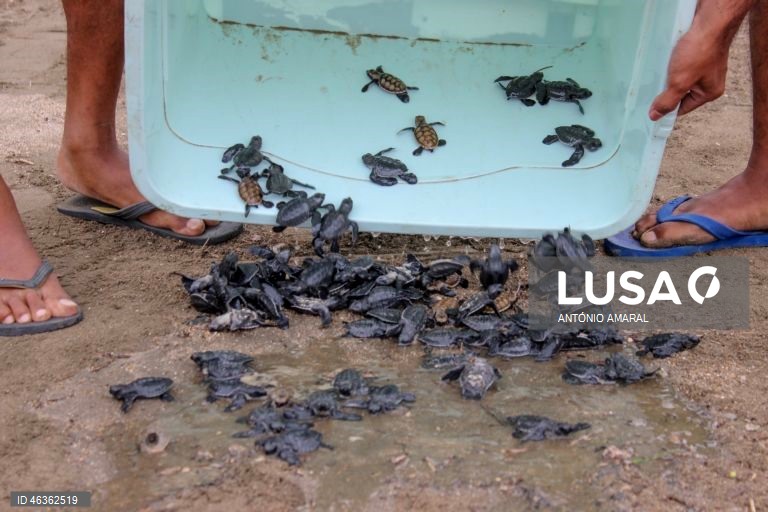 Membros da Associação Lenuk Tasi libertam tartarugas marinhas, depois de proteger ovos durante a incubação, em Díli, Timor-Leste. A associação tem um plano ambicioso e quer até 2030 libertar 20 mil crias de tartarugas marinhas. 