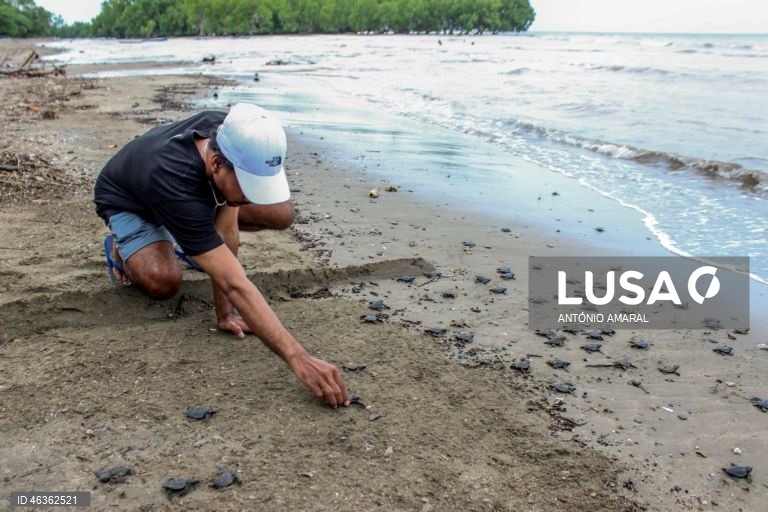 Membros da Associação Lenuk Tasi libertam tartarugas marinhas, depois de proteger ovos durante a incubação, em Díli, Timor-Leste. A associação tem um plano ambicioso e quer até 2030 libertar 20 mil crias de tartarugas marinhas. 