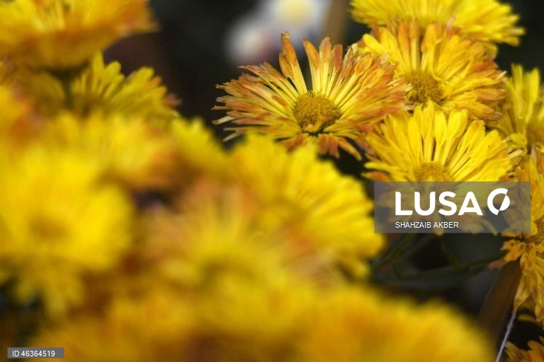 Paquistão: Flores num jardim em Carachi