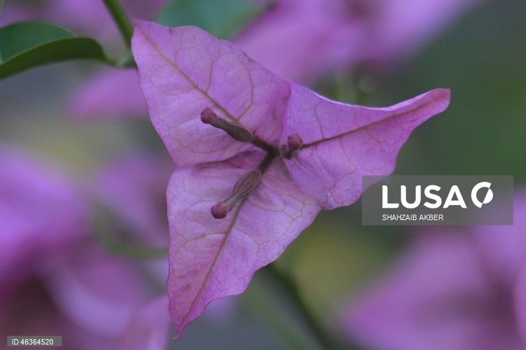 Paquistão: Flores num jardim em Carachi