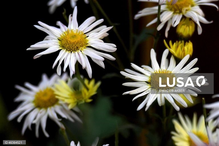 Paquistão: Flores num jardim em Carachi