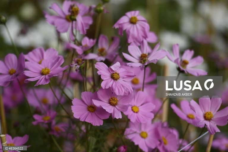 Paquistão: Flores num jardim em Carachi