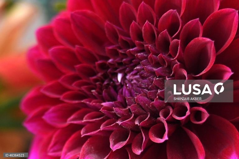 Paquistão: Flores num jardim em Carachi